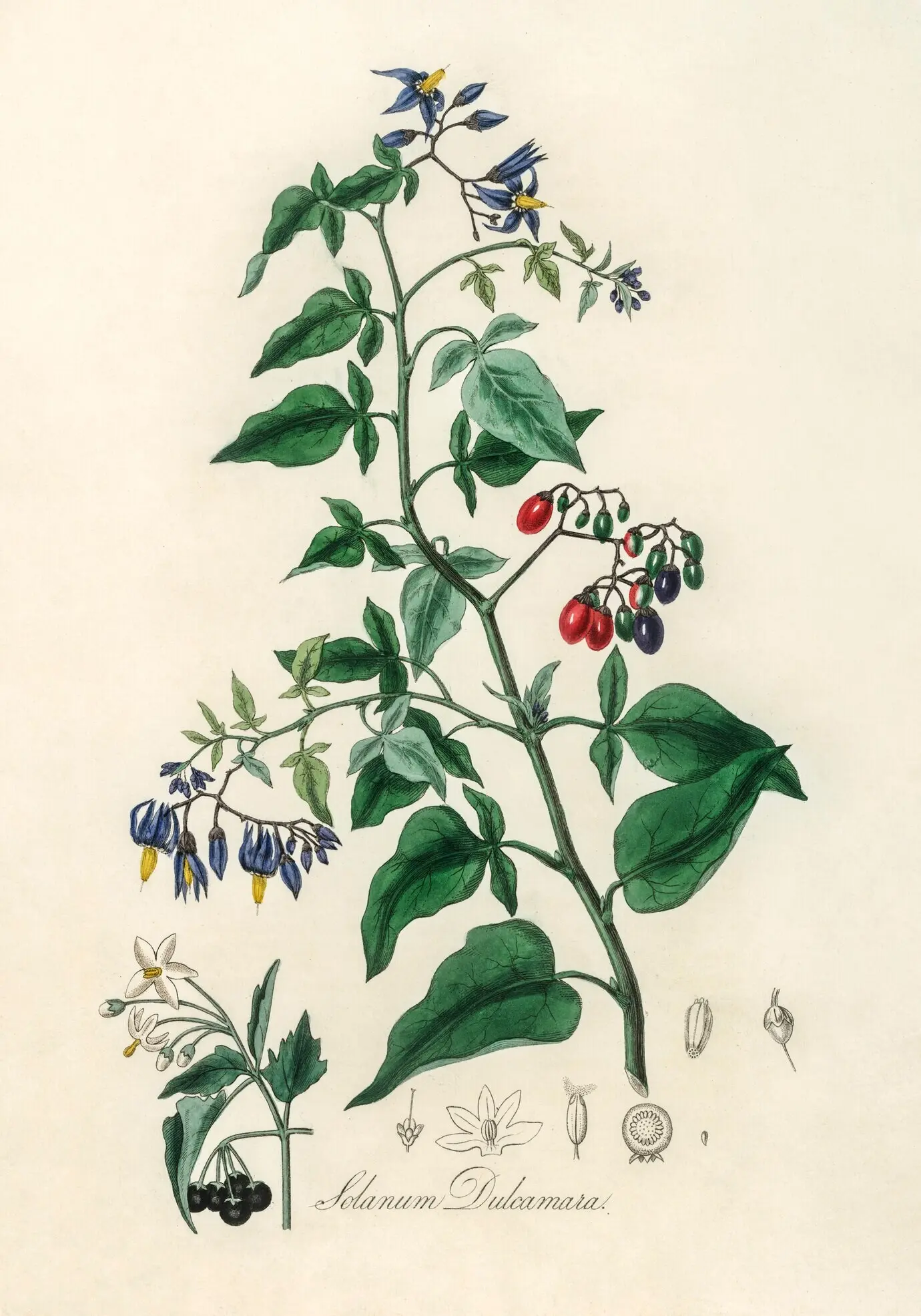 Abbildung von Bittersüß (Solanum dulcamara) aus „Medical Botany“ (1836)