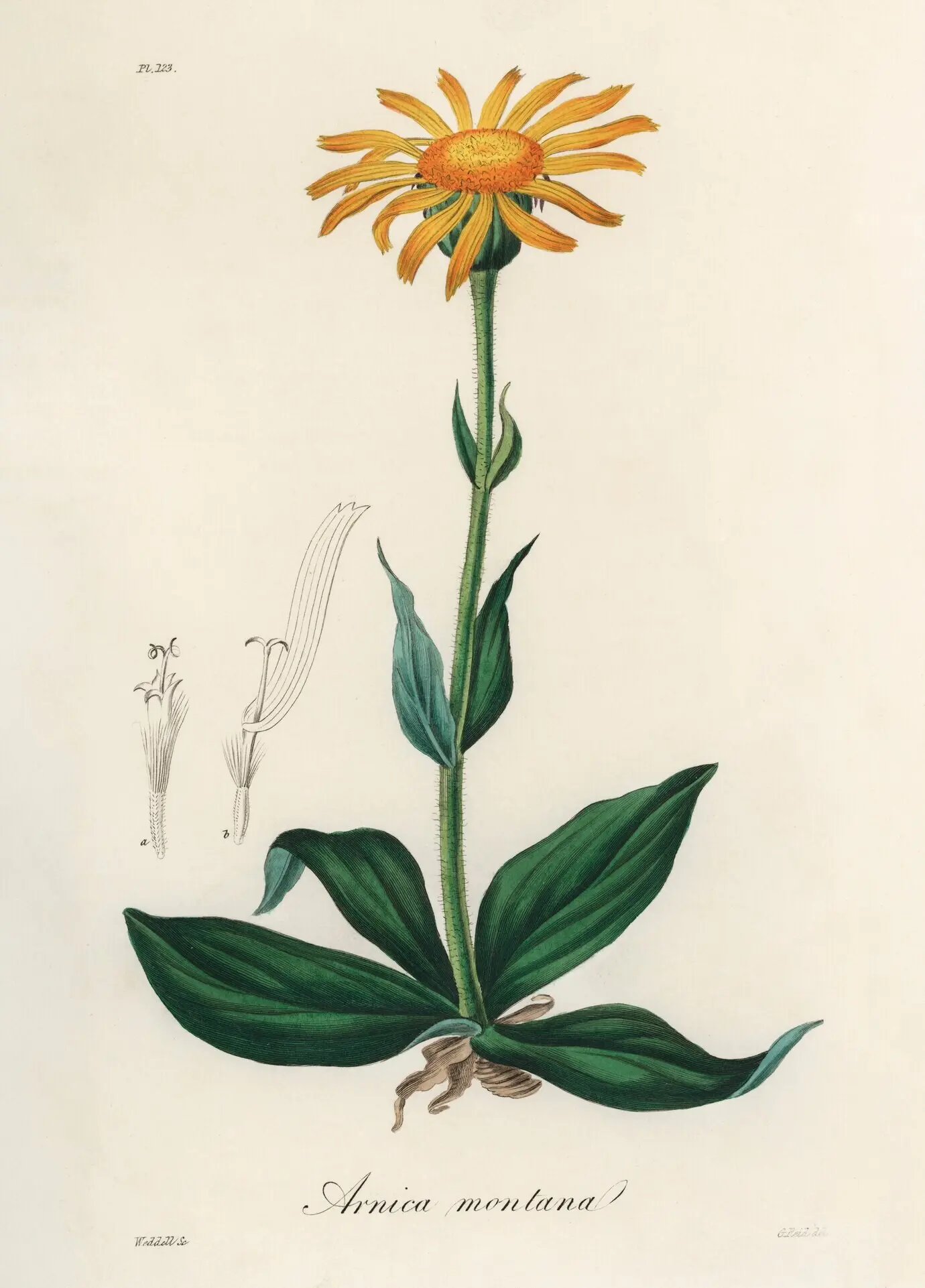 Abbildung der Berg-Arnika (Arnica montana) aus Medical Botany (1836)