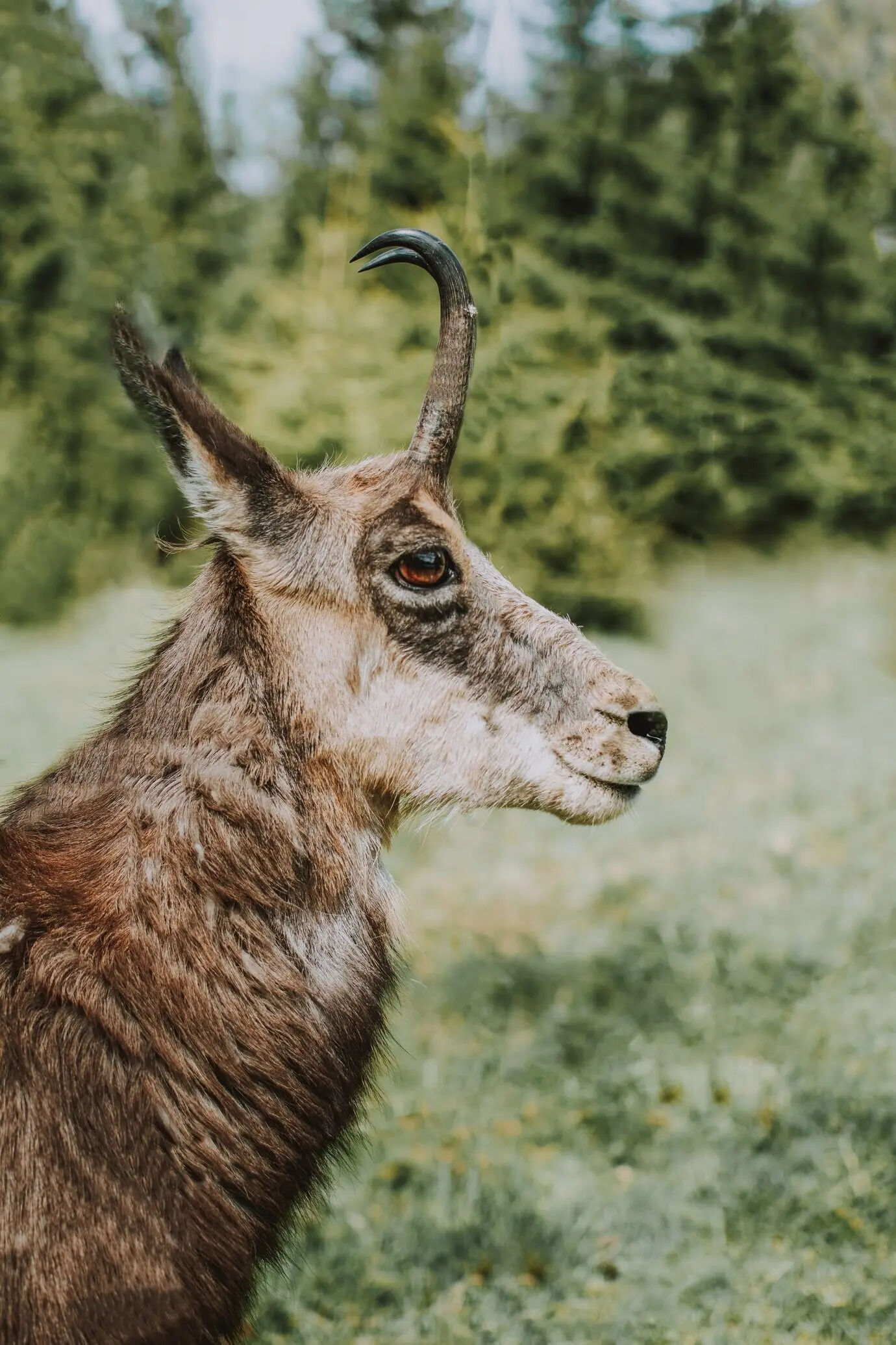 Nahaufnahme einer Kantabrischen Gämse, auch als Bergziegen-Antilope bekannt, mit einem verschwommenen ...