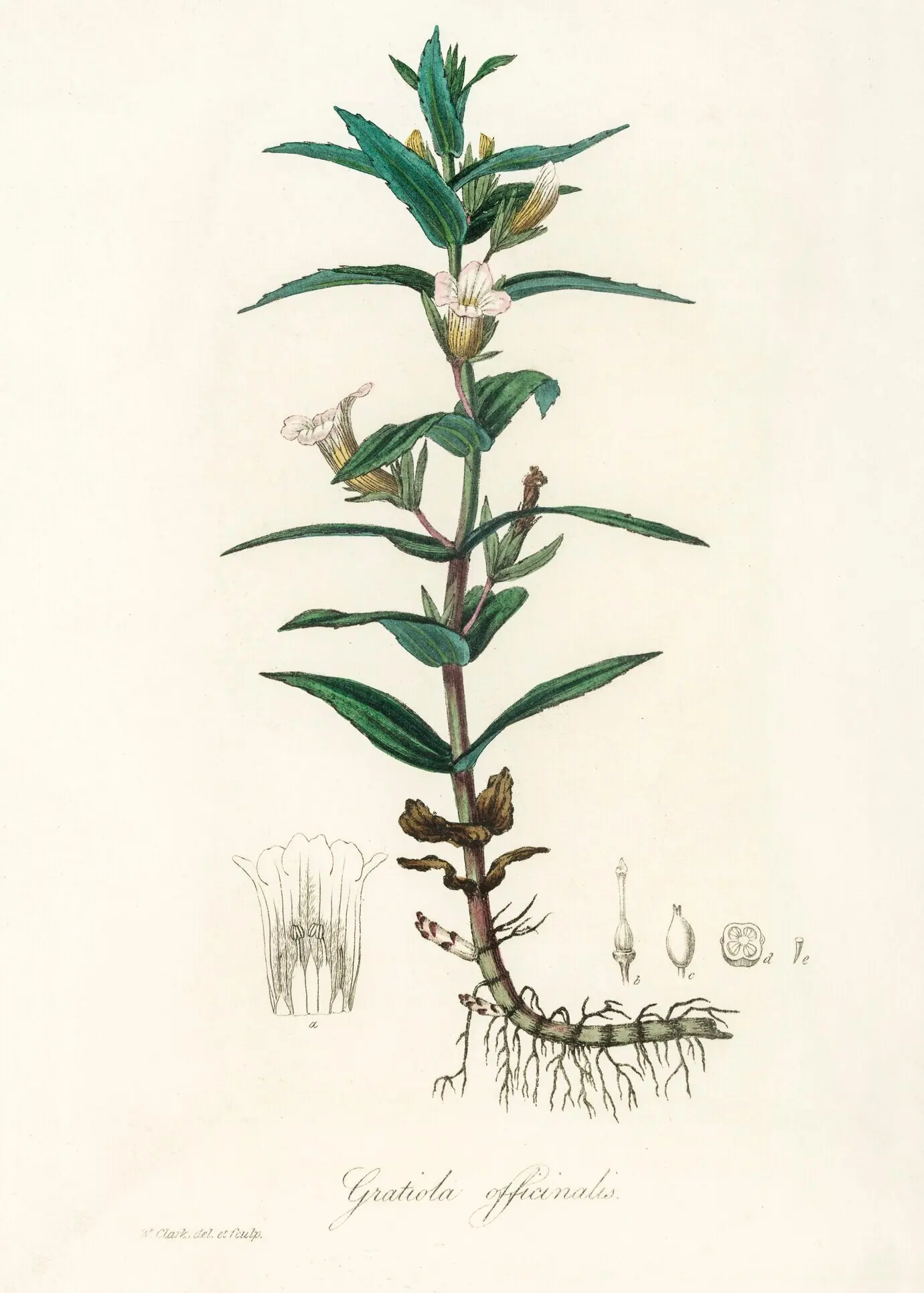 Abbildung der Gratiola officinalis aus „Medical Botany“ (1836)