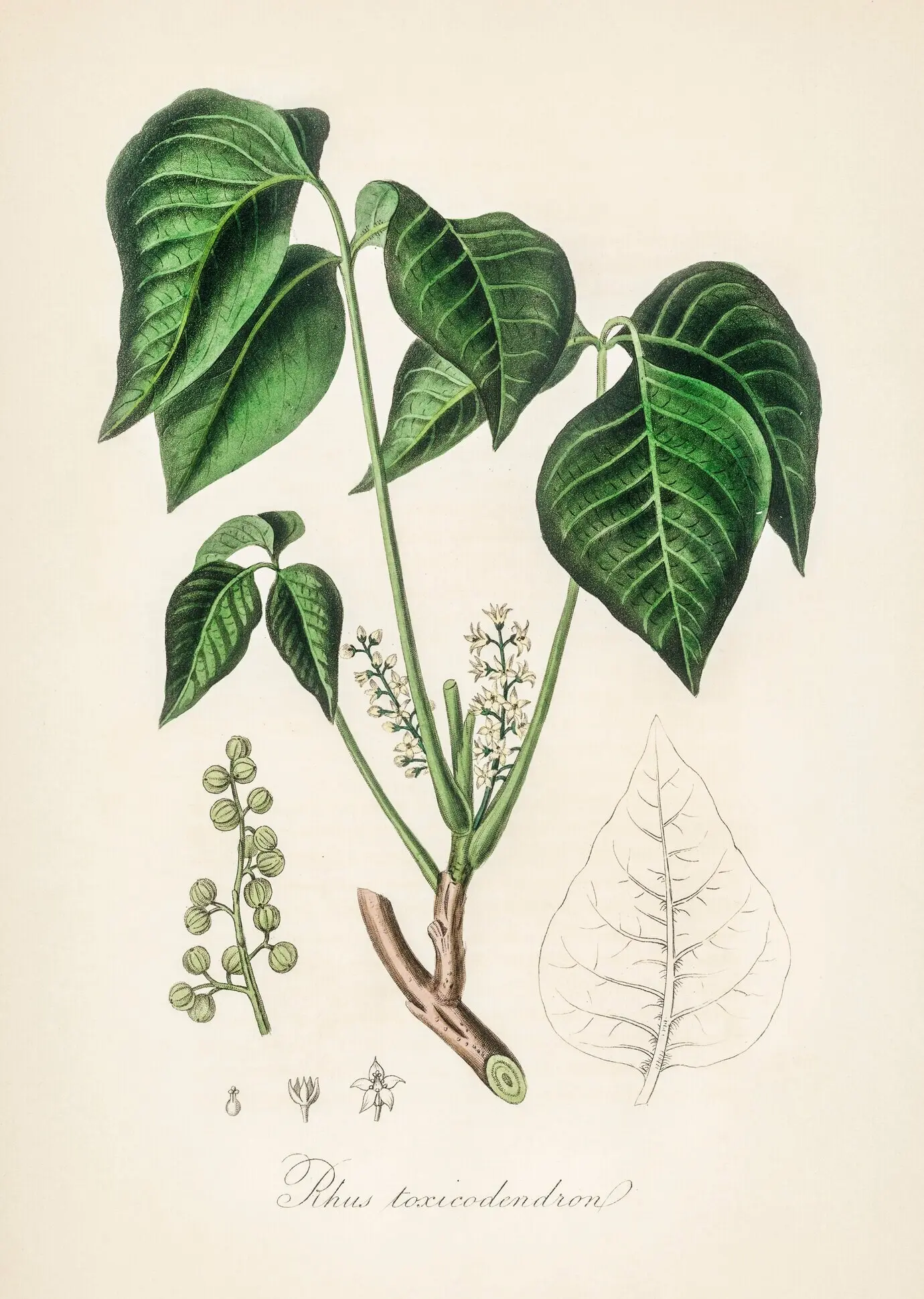 Abbildung des Giftsumachs (Rhus toxicodendron) aus