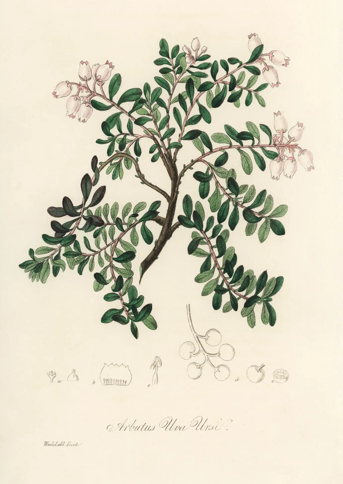 Abbildung der Bärentraube (Arbutus uva ursi) aus Medical Botany (1836)